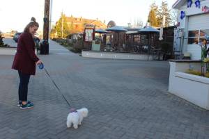 Dogs still get to run free by the sea in Langley