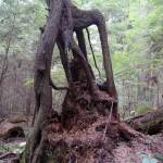 The Wilbert trail in South Whidbey is lined with many dead and dying trees, an increasingly common sight. New life is able to sprout from the old remains.