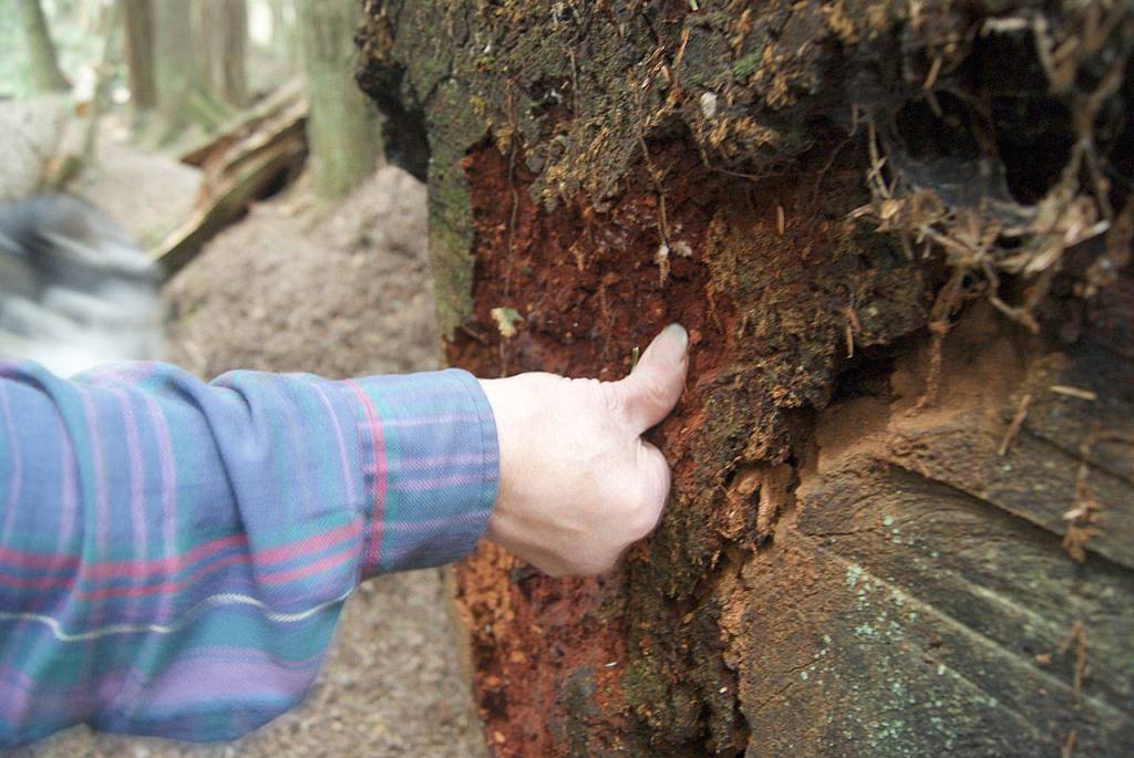 Erickson presses on the moist, nutrient rich crumbles of a dead, decaying tree. Such remains contain water and make a good place for new life to grow, he said.