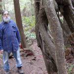 Trees are dying but don’t panic, experts say