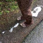 Humans make a bigger carbon footprint on the environment than the legendary Bigfoot of the Northwest, say local organizers sponsoring the Taming Bigfoot competition that begins on Earth Day.