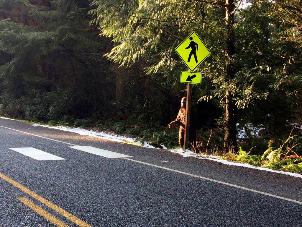 This is the first image of an alleged Bigfoot that started to be reported by residents of South Whidbey more than one week ago. Sightings include forests, kale farms and Clyde Theatre in Langley.