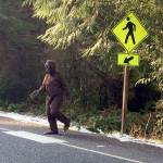 Bigfoot sightings abound