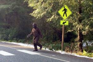 Bigfoot sightings abound