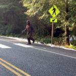 This Bigfoot-looking creature coming out of South Whidbey State Park was spotted by Maribeth Crandell of Island Transit Wednesday. The hairy being looked both ways and then used the crosswalk, she said.