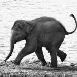 This photo of a running baby elephant has been widely published. Photo by Donald J. Miller