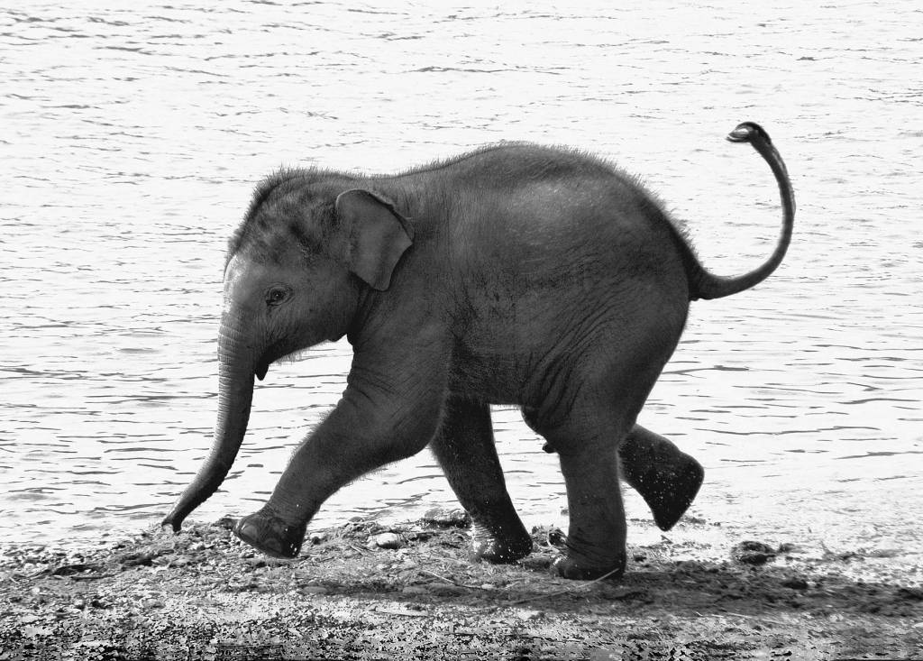 This photo of a running baby elephant has been widely published. Photo by Donald J. Miller
