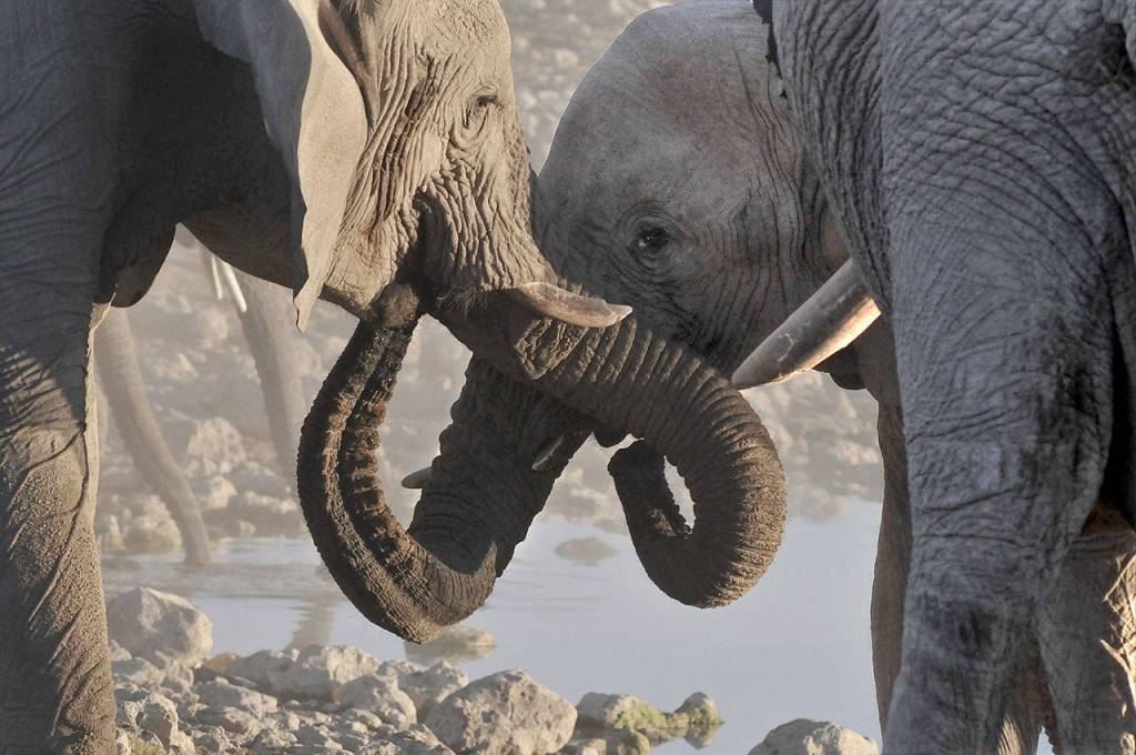 Elephants often greet members of their herd using their trunks. Photo by Donald J. Miller