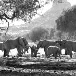 South Whidbey resident Donald J. Miller has spent four decades photographing elephants in Africa and Asia. This is a herd of desert elephants that are rebounding in Namibia because of successful anti-poaching efforts. Photo by Donald J. Miller