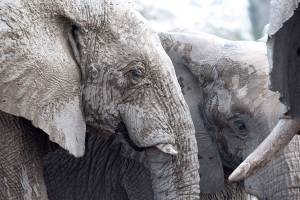 An eye for elephants