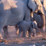 They may look tiny next to adults but at birth, baby elephants can already weigh 200 pounds and stand about three feet tall. Photo by Donald J. Miller