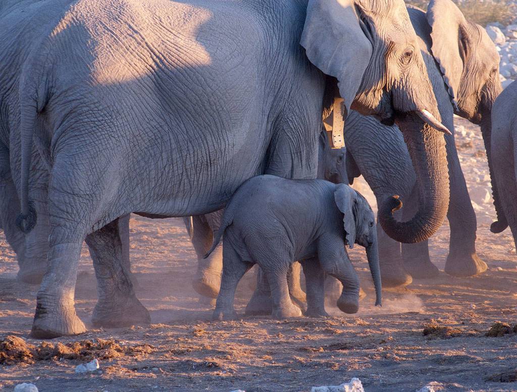 They may look tiny next to adults but at birth, baby elephants can already weigh 200 pounds and stand about three feet tall. Photo by Donald J. Miller