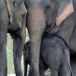 A mother with her two daughters. Elephants live in tight matriarchal family groups of related females while males leave the family unit between the ages of 12 to 15 years. Photo by Donald J. Miller