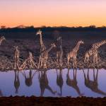 Giraffes of Namibias Etosha National Park, one of Africas largest game reserves. Photo by Donald J. Miller