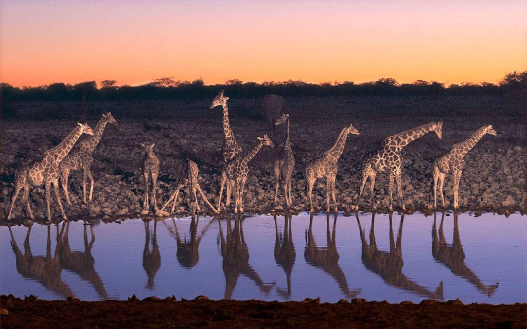 Giraffes of Namibias Etosha National Park, one of Africas largest game reserves. Photo by Donald J. Miller