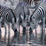 The amazing symmetry of zebras is reflected in a watering hole. Photo by Donald J. Miller