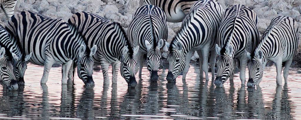 The amazing symmetry of zebras is reflected in a watering hole. Photo by Donald J. Miller