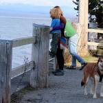 Council yanks back dog freedom at Seawall Park