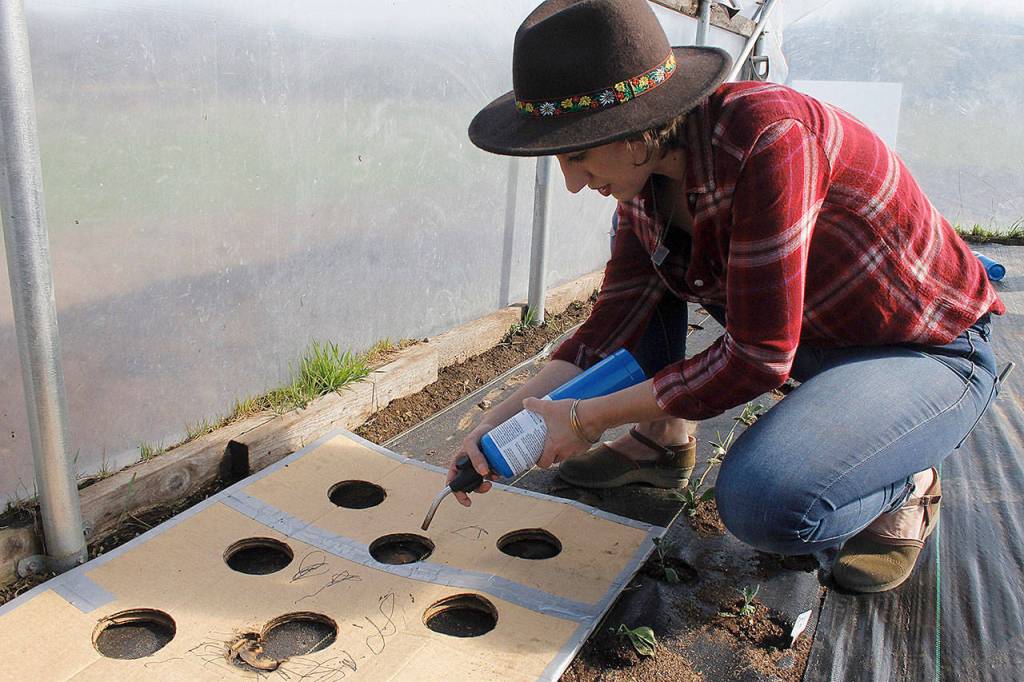 Tonneli uses fire to burn holes in tarp that allow for young plants to sprout without weed growth. The burning process seals the edges of the holes, making it a quick and uniform way to grow the plants.