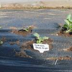 Soon, Greenbank Farm will have colorful flowers growing from the soil.