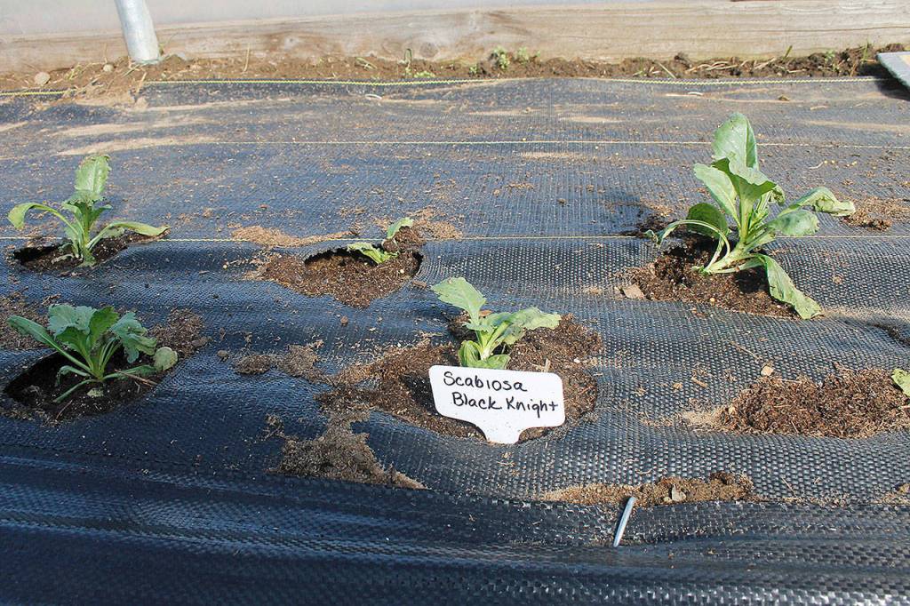 Soon, Greenbank Farm will have colorful flowers growing from the soil.