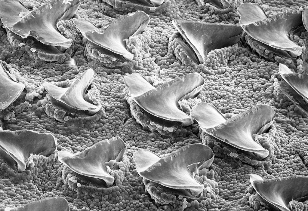 A scanning electron microscope image of Spiny Dogfish shark skin. Shark skin is covered with tiny teeth-like denticles.