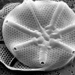 Scanning electron microscope images of Asteromphalus diatoms found in the coastal waters of Washington State.