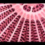 This fabric is made of several layers of cloth, stitch and paint, and is based on the scanning electron microscope images of diatoms.