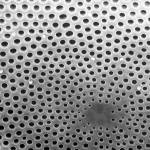 A scanning electron microscope image of single-celled aquatic plants called diatoms.