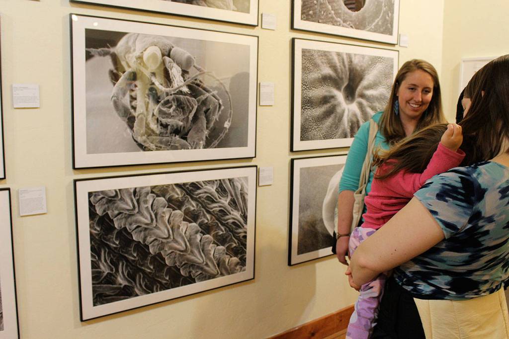 A Salish Sea art exhibit at the Front Room Gallery of the Bayview Cash Store includes many scanning electron microscope images by Carla Shehr. (Photo by Patricia Guthrie/Whidbey News-Group)