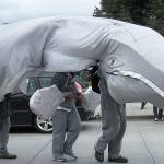 Langley celebrates whales in style