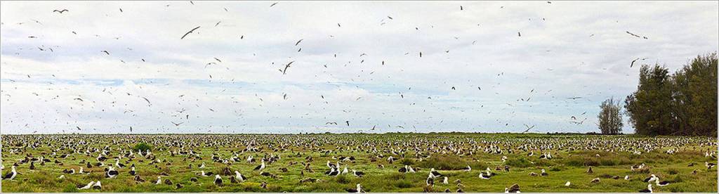 Jordan and his film crew returned to Midway during breeding season greeted by a deafening cacophony of a million creatures singing and dancing all day and all night. (Photo provided by Chris Jordan)