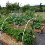 Terra Andersons spring planting led to this bountiful backyard garden last summer. (Photo provided)