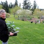 Terra Anderson carries a tray of pepper plants to her vegetable garden while her two ducks roam the ten-acre spread in Freeland. Growing backyard produce is one way she reduces her carbon footprint, which shes been actively doing for almost 20 years. (Photo by Patricia Guthrie/Whidbey News Group)