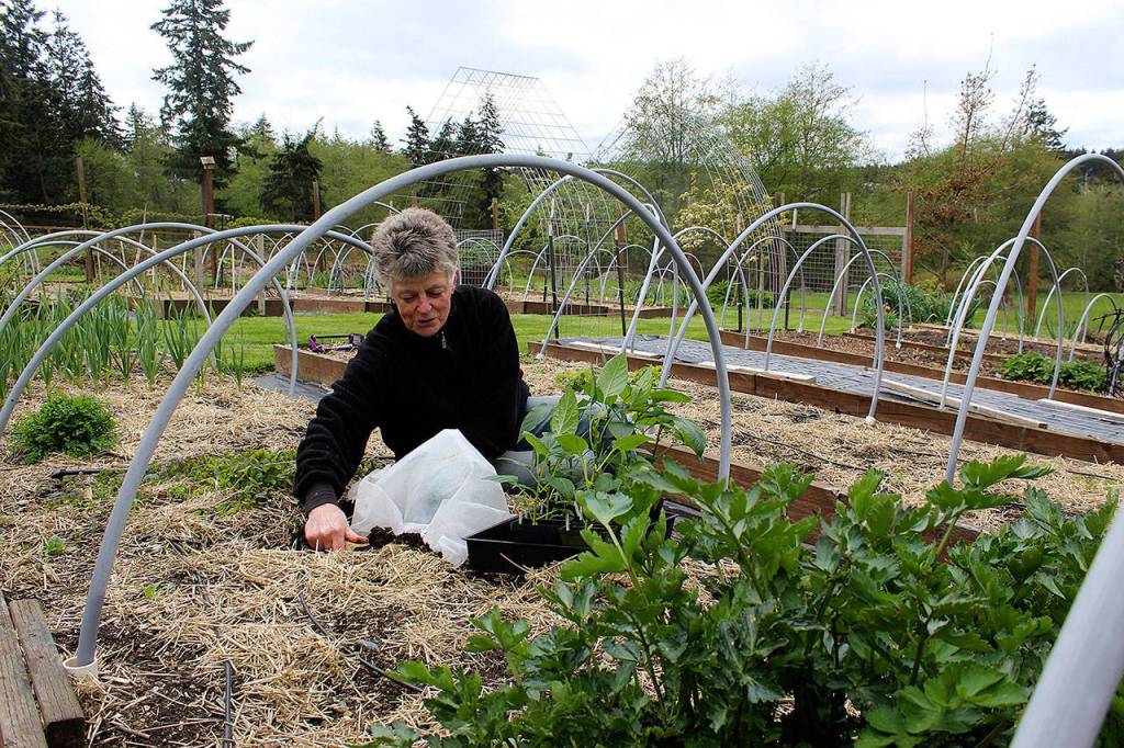Terra Anderson adds peppers to her vegetable garden in Freeland that she relies on to provide greens for the summer and fall. On Earth Day, Anderson will help kick off a campaign to educate Whidbey residents on how they can reduce their personal carbon footprint. (Photo by Patricia Guthrie/Whidbey News Group)