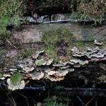 Turkey tail or Trametes versicolor mushrooms grow with beautiful striations that camouflage them in the forest.