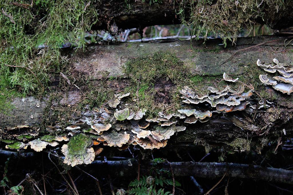 Turkey tail or Trametes versicolor mushrooms grow with beautiful striations that camouflage them in the forest.