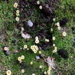These cute little yellow mushrooms are <em>Lichenomphalia umbellifera.</em>