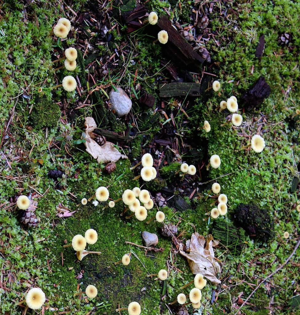 These cute little yellow mushrooms are <em>Lichenomphalia umbellifera.</em>