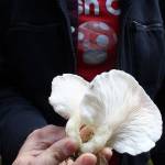 Travis Furlanic holds an oyster mushroom for his class to inspect. (Photos by Patricia Guthrie/Whidbey News Group)
