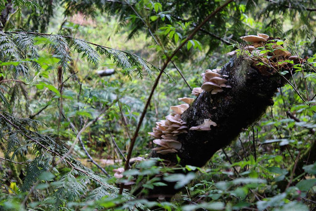 Oyster mushrooms grow high and low in the wild that feed on dead material, such as tree stumps. They have a slight odor of anise and are commonly sauteed with garlic and green onions or mixed in with rice and pasta.