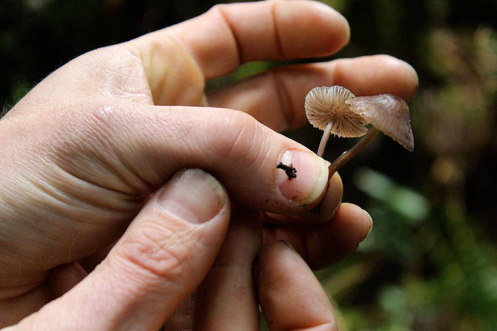 Sometimes mystery mushrooms become known as just another brown shroom.