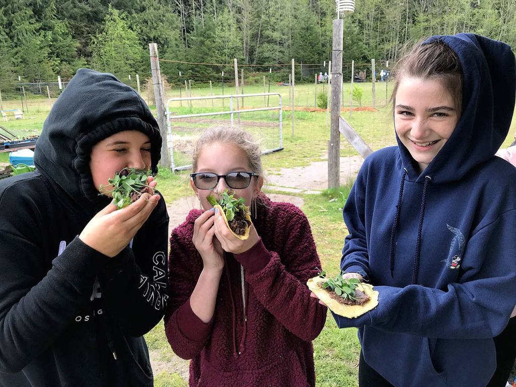 Emily Kerley, left, Baylie Kuschnereit and Clara Jurriaans enjoy Earth Day homegrown and homemade tacos. They were among a group of South Whidbey fifth and sixth graders participating in activities on Monday relating to Mother Earth. For lunch, students made fresh masa harina tortillas on the griddle and stuffed them with beans and greens grown at the South Whidbey School Farms. (Photos provided)