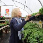 Coupeville Garden Club                                The Coupeville Garden club hosted its 51st annual sale on Saturday. Past president Marie Magee trims one of the many tomato plants the club prepared for the sucessful sale, which was the best one yet, according to club member Nora Chipper Cromley. (Photo by Maria Matson/South Whidbey Record)