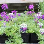 Whidbey Island garden club events offer variety, beauty