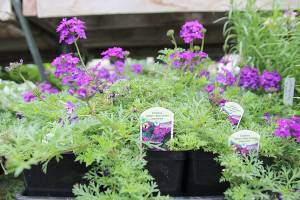 Whidbey Island garden club events offer variety, beauty