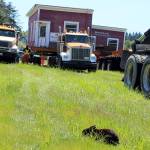 Splitting up the twin red structures rattled some local rabbits that decided to protest by munching away in the direct path of the flatbed moving truck. (Photo by Patricia Guthrie/Whidbey News Group)
