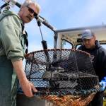 John Norris, left and Dean Meranto find some spot shrimp in one of four pots they placed near Sandy Point Wednesday, which was the last day of the two-day shrimp season. (Photo by Patricia Guthrie/Whidbey News Group)
