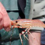 Spot shrimp are the largest and tastiest of Puget Sounds three shrimp species.