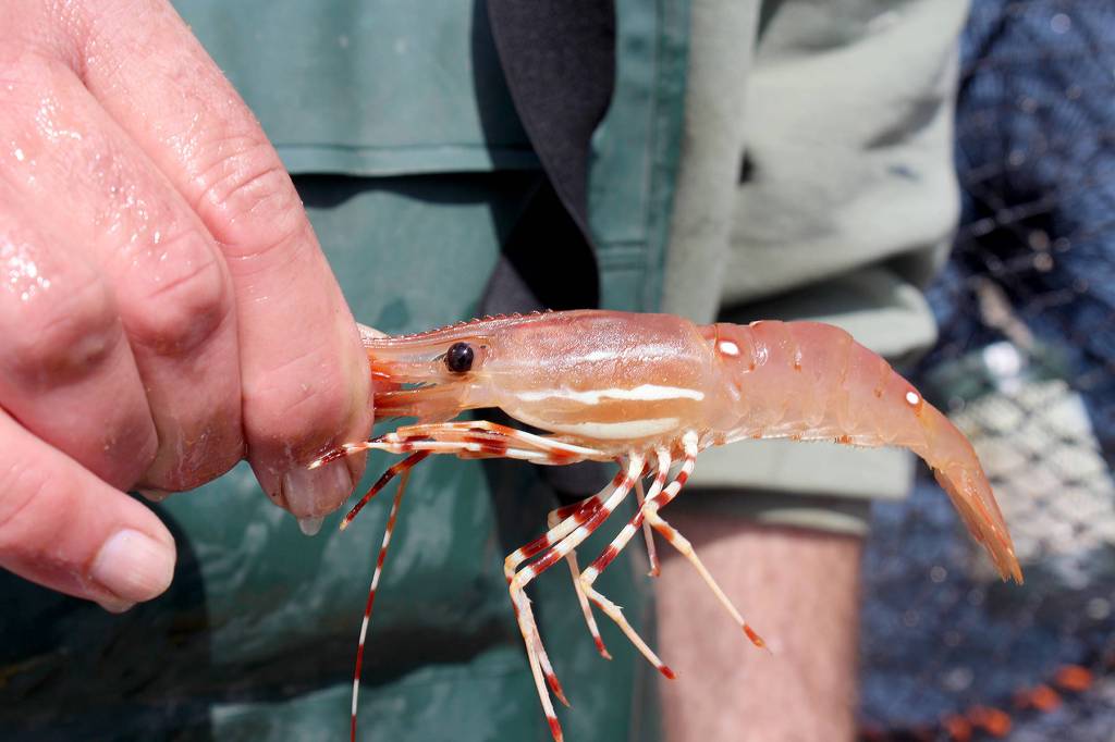 Spot shrimp are the largest and tastiest of Puget Sounds three shrimp species.
